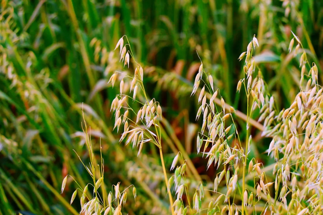 20251119/51c1468483aec61cb66fc5087395a9ab.jpg 20251119/51c1468483aec61cb66fc5087395a9ab.jpg